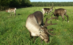 животноводство polagro каталог польских
 фирм