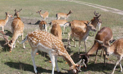 животноводство polagro каталог польских
 фирм