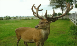 животноводство polagro каталог польских
 фирм