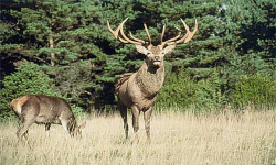 животноводство polagro каталог польских
 фирм