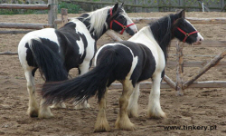 животноводство polagro каталог польских
 фирм