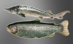 животноводство polagro каталог польских
 фирм