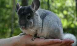 животноводство polagro каталог польских
 фирм