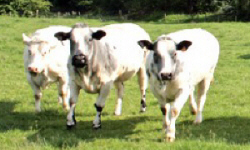 животноводство polagro каталог польских
 фирм