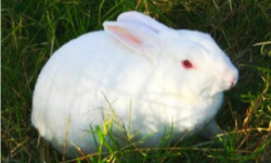 животноводство polagro каталог польских
 фирм