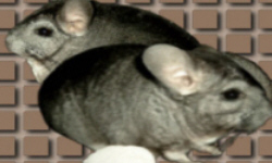 животноводство polagro каталог польских
 фирм