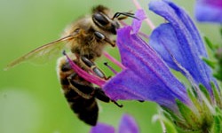 животноводство polagro каталог польских