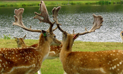 животноводство polagro каталог польских
 фирм