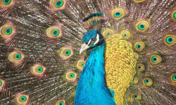 животноводство polagro каталог польских
 фирм