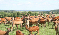 животноводство polagro каталог польских
 фирм