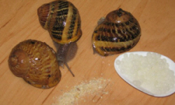 животноводство polagro каталог польских
 фирм