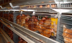 животноводство polagro каталог польских
 фирм