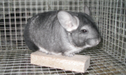 животноводство polagro каталог польских
 фирм