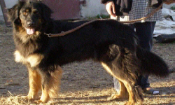 животноводство polagro каталог польских
 фирм