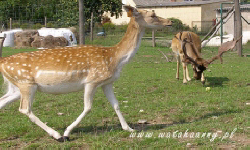 животноводство polagro каталог польских
 фирм